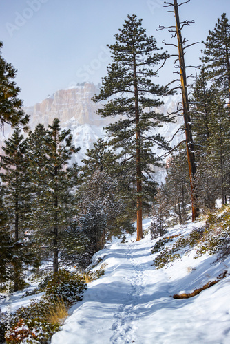 snowy trees and massive rock formations during winter in bryce canyon national park; orange rocks covered with snow, winter in the usa