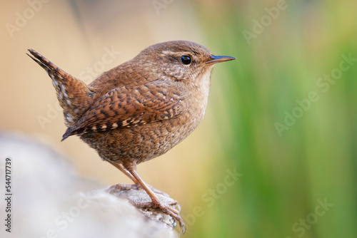 Adorable eurasian wren, troglodytes troglodyte, resting in autumn. Tiny european songbird. Little animal sitting with erect tail photo