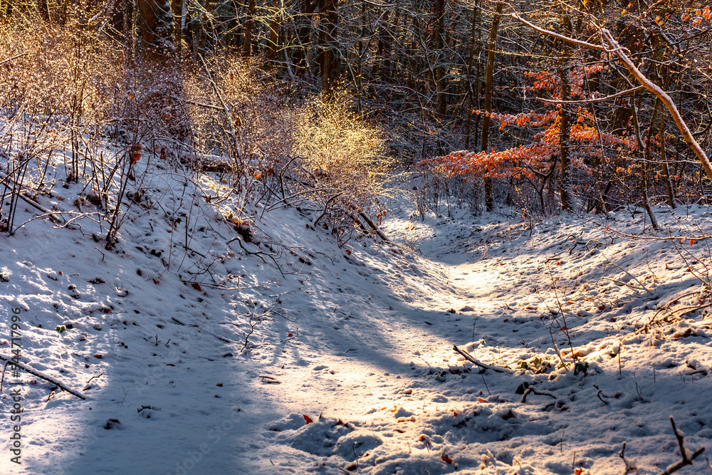 The pathway among the winter forest