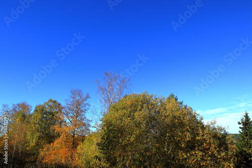 Autumn tree tops. Blue sky in the background. Nice warm day outside. V  rmland  Sweden  Europe.