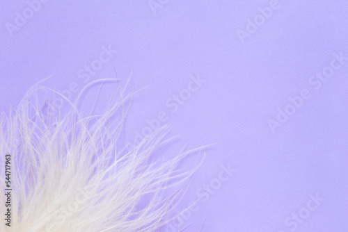feathers on a blue background  top view. Multifunctional background. 
