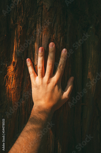 Vertical Shot of a Man's Hand Extended on the Bark of a Sequoia Tree. Concept of Contact with Nature