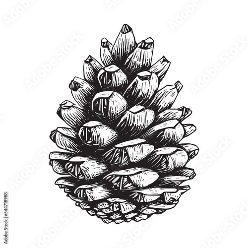 hand drawn of pine cone.