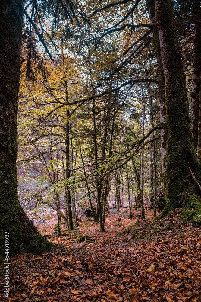 Beautiful walking path between trees in autumn forest Beautiful walking path between trees in autumn forest