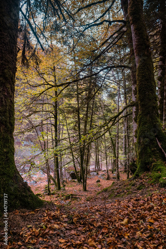 Beautiful walking path between trees in autumn forest 