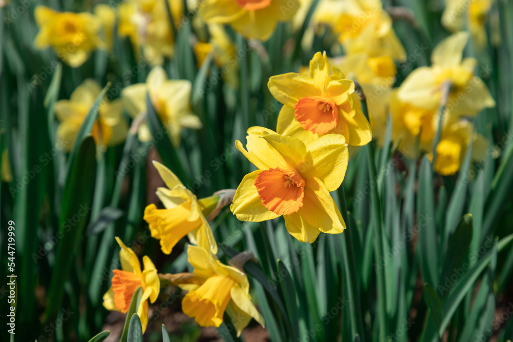 Blooming yellow daffodils in the garden. Blooming yellow daffodils in the garden.