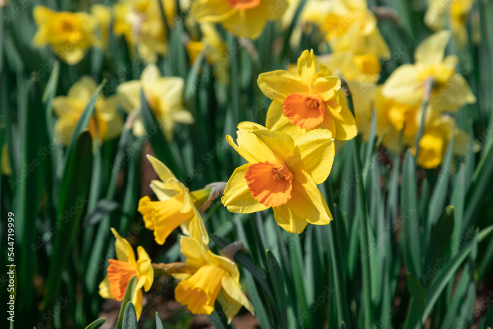 Blooming yellow daffodils in the garden.