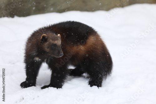 Wolverine in winter.  Wolverine in Finland tajga. Wildlife scene on snow photo