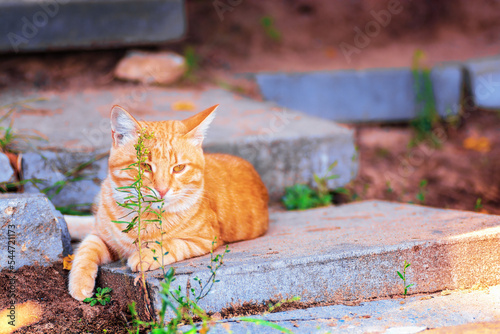 Red cat lying on steps.