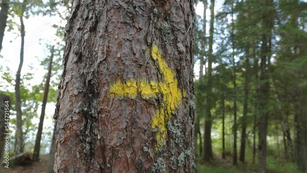 The hiking trail arrow sign on the trunk of the tree in the forest in Estonia The hiking trail arrow sign on the trunk of the tree in the forest in Estonia