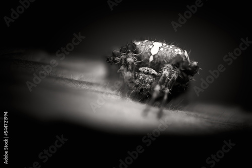 Black and white photography close up of a cross of a spider sitting on a leaf.