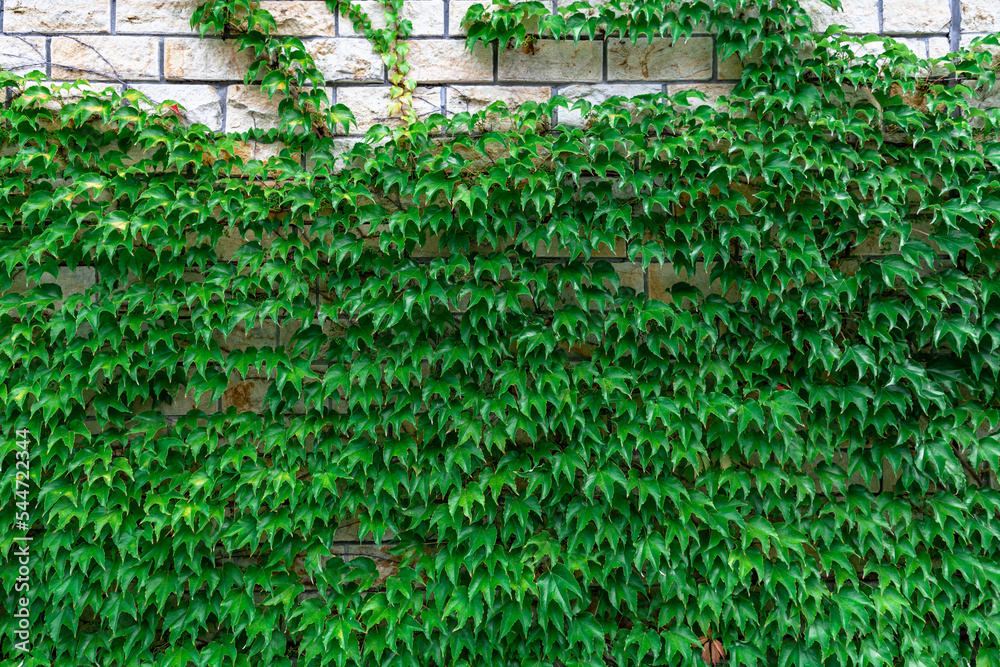 Brick wall covered by green leaves