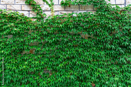 Obraz na płótnie Brick wall covered by green leaves w salonie