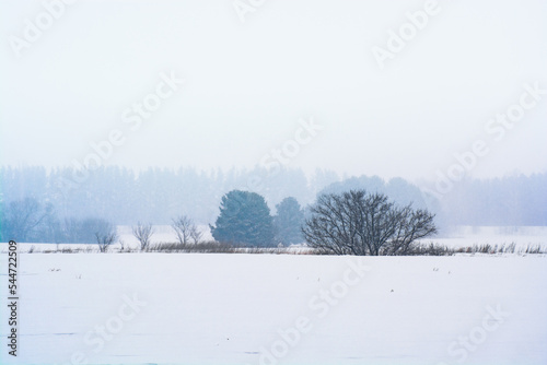 Winter landscape with a lone trees in a field.