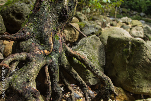 Árbol en el río