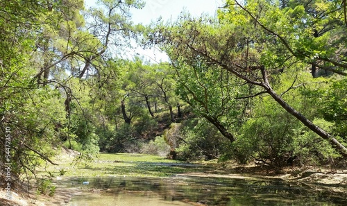 Lush vegetation and tall fresh green trees shade both sides of a stream at rodos in Greece