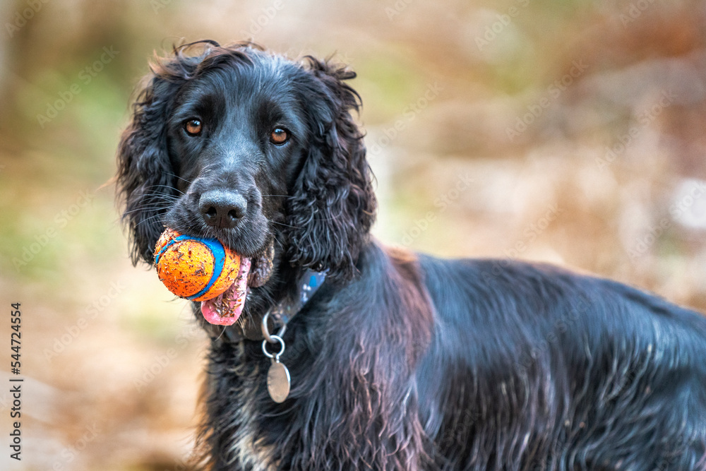 Black Working Cocker Spaniel standing up head and shoulders with his ball in his mouth looking directly at the camera