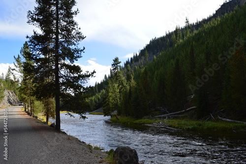 River trees