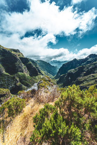 Beautiful mountain flora from the hiking trail to Pico Ruivo in the morning. Pico do Arieiro, Madeira Island, Portugal, Europe.