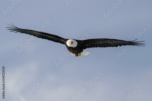 American Bald Eagle - Wingspan photo