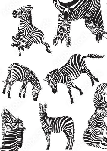Graphical vertical pattern with  zebra   stylish cover for for fabric  postcards  wallpapers graphical vector illustration