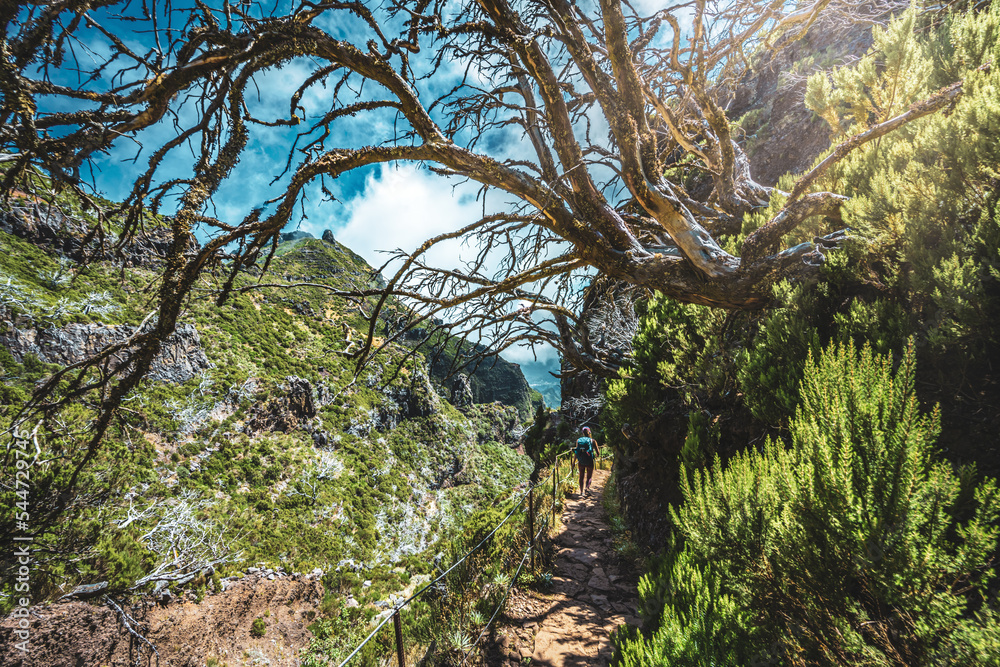 Hiker with backpack walking through a scenic forest of dead trees in the afternoon. Verade do Pico Ruivo, Madeira Island, Portugal, Europe. Hiker with backpack walking through a scenic forest of dead trees in the afternoon. Verade do Pico Ruivo, Madeira Island, Portugal, Europe.