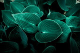 Green leaves in the garden