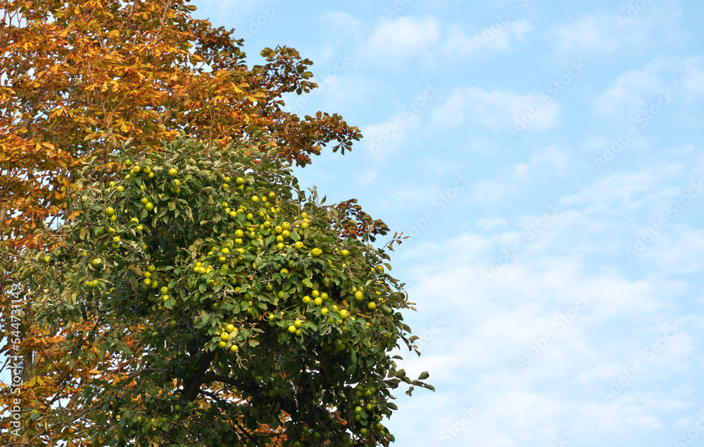 late apples. Apple tree in autumn. Selective focus.