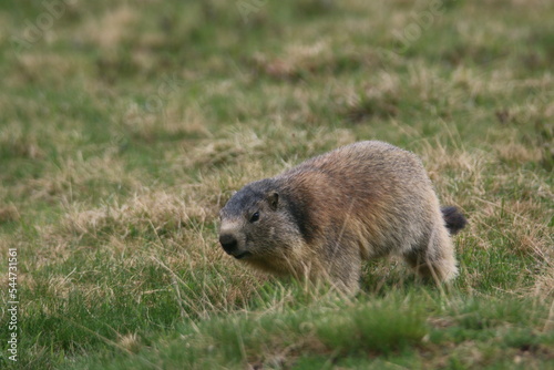 La marmotte nous rend visite © Benoit