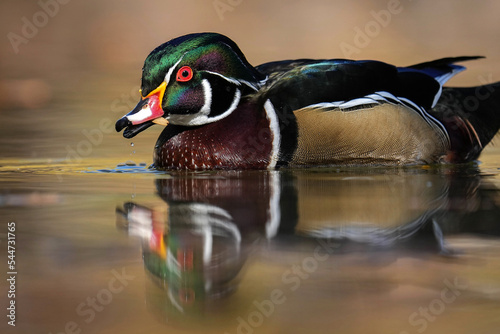 Wood Duck reflection