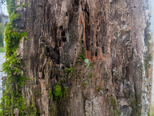 Palm tree bark in moss. Moss on the bark of an old tree. Botany.