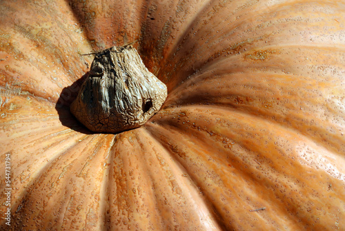 Halloween pumpkin, detail  - Laternenkürbis, Detail photo