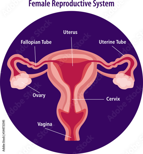 Human Female Reproductive System vector