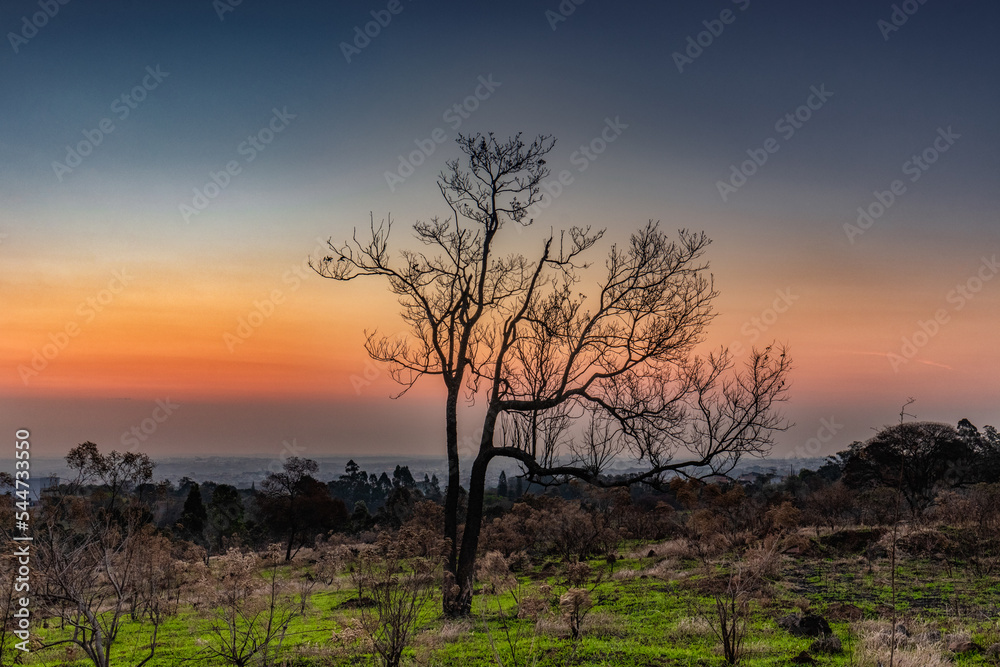 Silhueta de uma arvore seca com o por do sol Silhueta de uma arvore seca com o por do sol