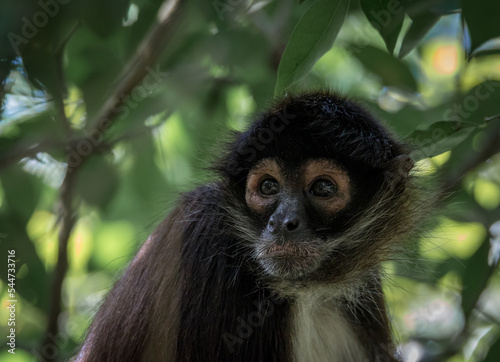 Spider monkey close up in the tropical forest surrounded by green leaves on a sunny afternoon with blurry exotic background in the Yucatan peninsula  photo