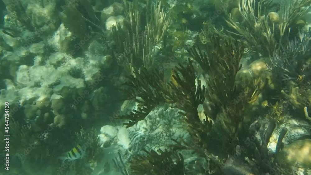 Snorkeling at Great Barrier Reef in Belize Snorkeling at Great Barrier Reef in Belize