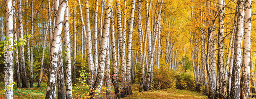Birch grove on sunny autumn day, beautiful landscape through foliage and tree trunks, panorama, horizontal banner photo