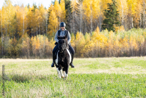 Icelandic horse in open field. Sunny autumn day. Female rider with black helmet.