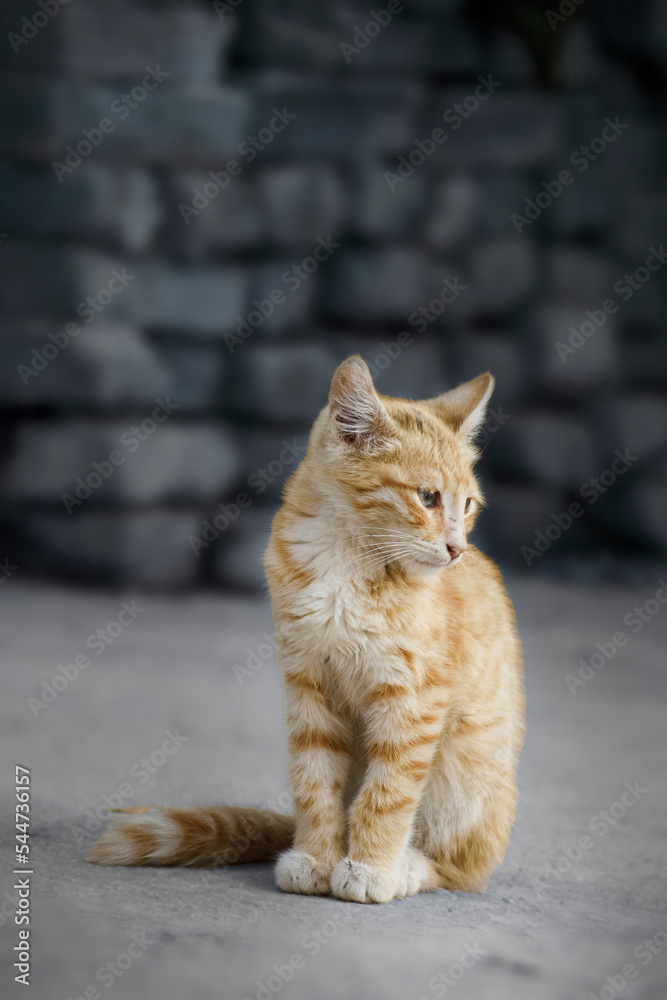 yellow stray cat and blur wall background yellow stray cat and blur wall background