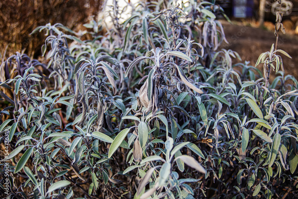 Salvia divinorum , sage of the diviners, ska mar a pastora, seer's sage,  yerba de la pastora, just salvia Dry leaves after frost.. Sage leaves  close-up. Spicy plants on the bed. Stock