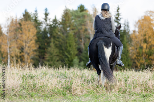 Icelandic horse in open field. Sunny autumn day. Female rider with black helmet. © AnttiJussi
