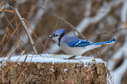 Blue Jay feeding on a peanut while perched on a tree stump 