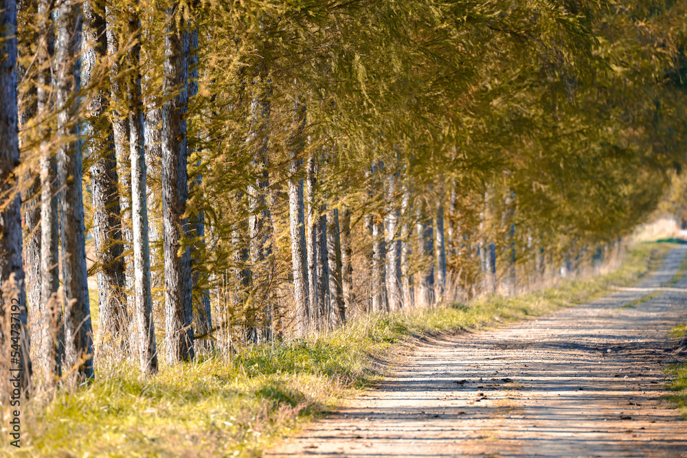 Obraz premium カラ松の紅葉