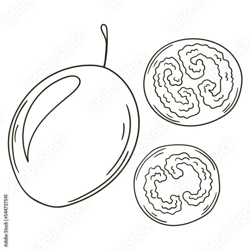 Set of vector illustrations in hand drawn style. Coloring poster with fruits photo