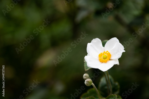 Anemone hupehensis