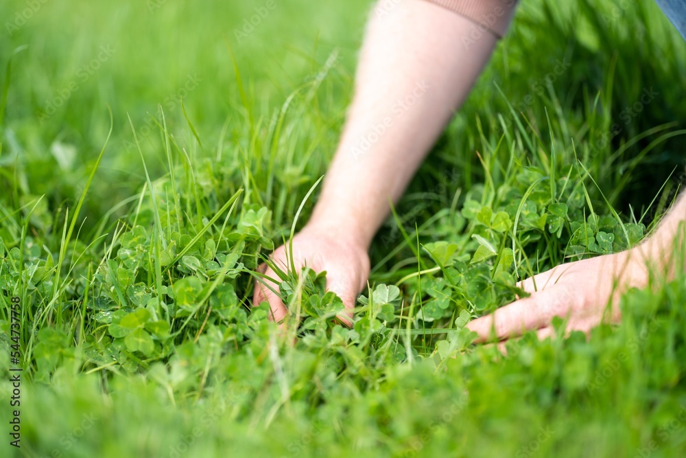 hands in a clover field on a ranch hands in a clover field on a ranch
