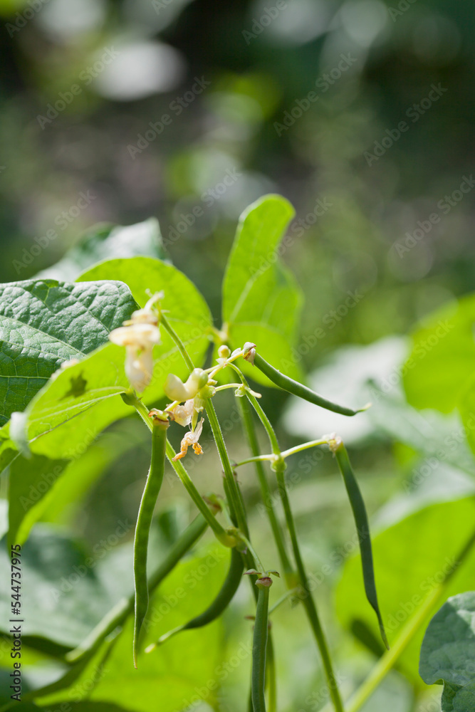 Yellow Bush Beans growing in the garden. Yellow Bush Beans growing in the garden.