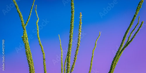 Ocotillo stems on the blue sky background, the desert plant also known as buggywhip, candlewood, slimwood, desert coral, or vine cactus photo