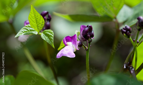 Bush Bean - Phaseolus vulgaris. Dwarf Bean 'Purple Teepee' growing in the garden with purple flowers and pods. photo