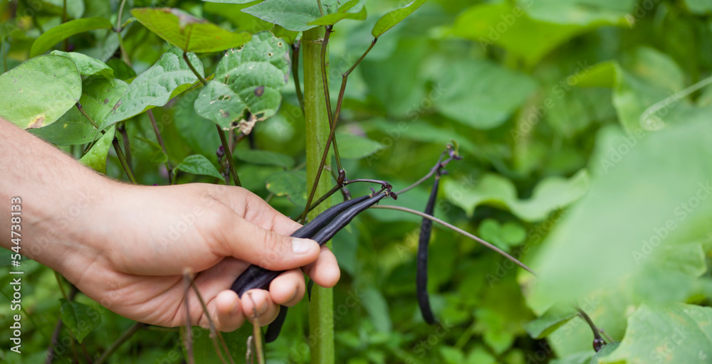 Bush Bean - Phaseolus vulgaris. Dwarf Bean 'Purple Teepee' growing in the garden. Young gardener collects succulent purple pods. Bush Bean - Phaseolus vulgaris. Dwarf Bean 'Purple Teepee' growing in the garden. Young gardener collects succulent purple pods.